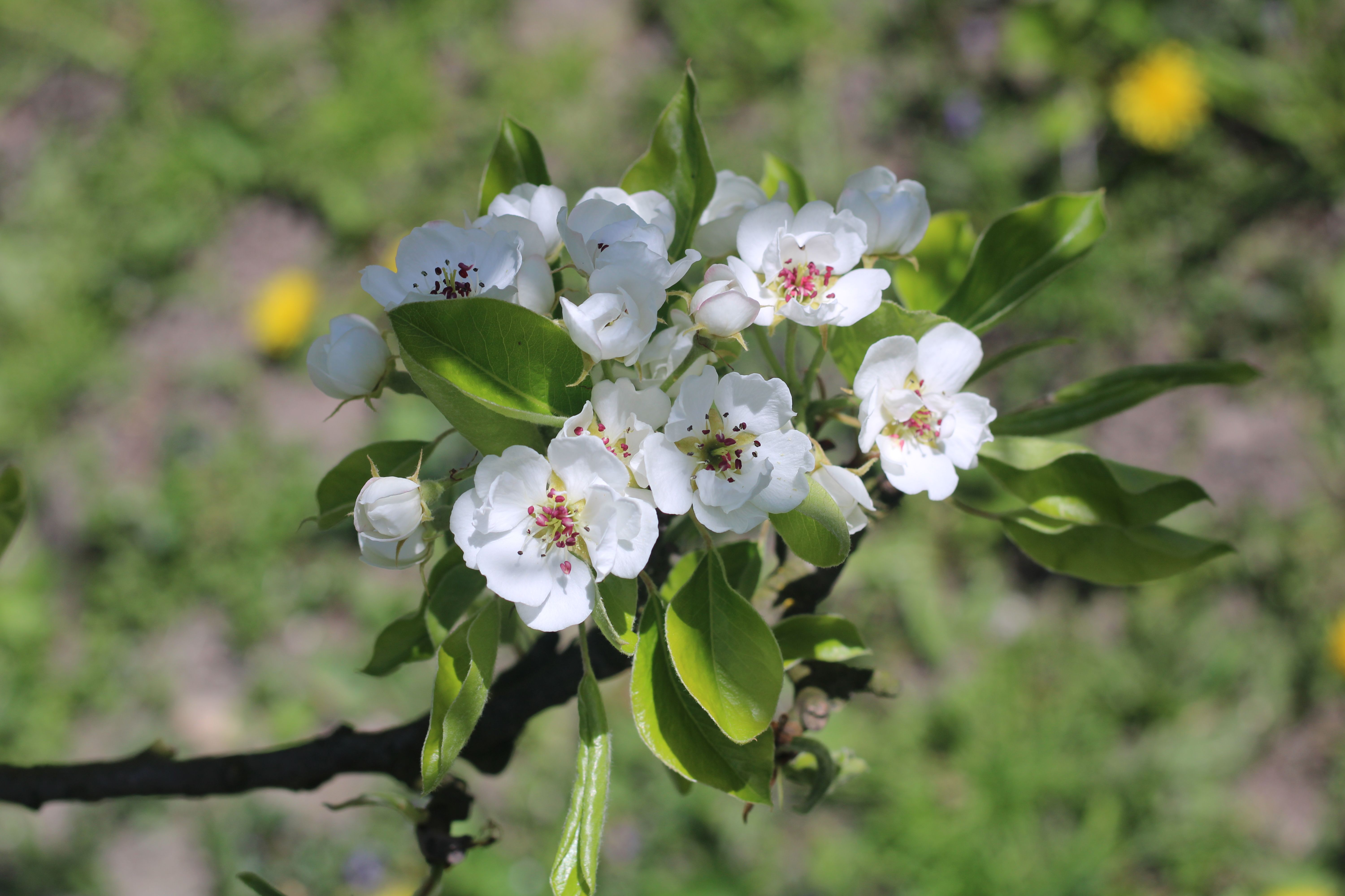 [ColoSach]-close-up-of-white-blossoms-in-a-lush-spring-garden-with-vibrant-greenery.