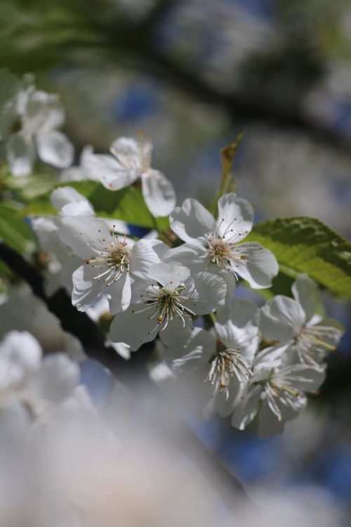 Free Close-up of white cherry blossoms in a lush garden during springtime, capturing nature's beauty. Stock Photo