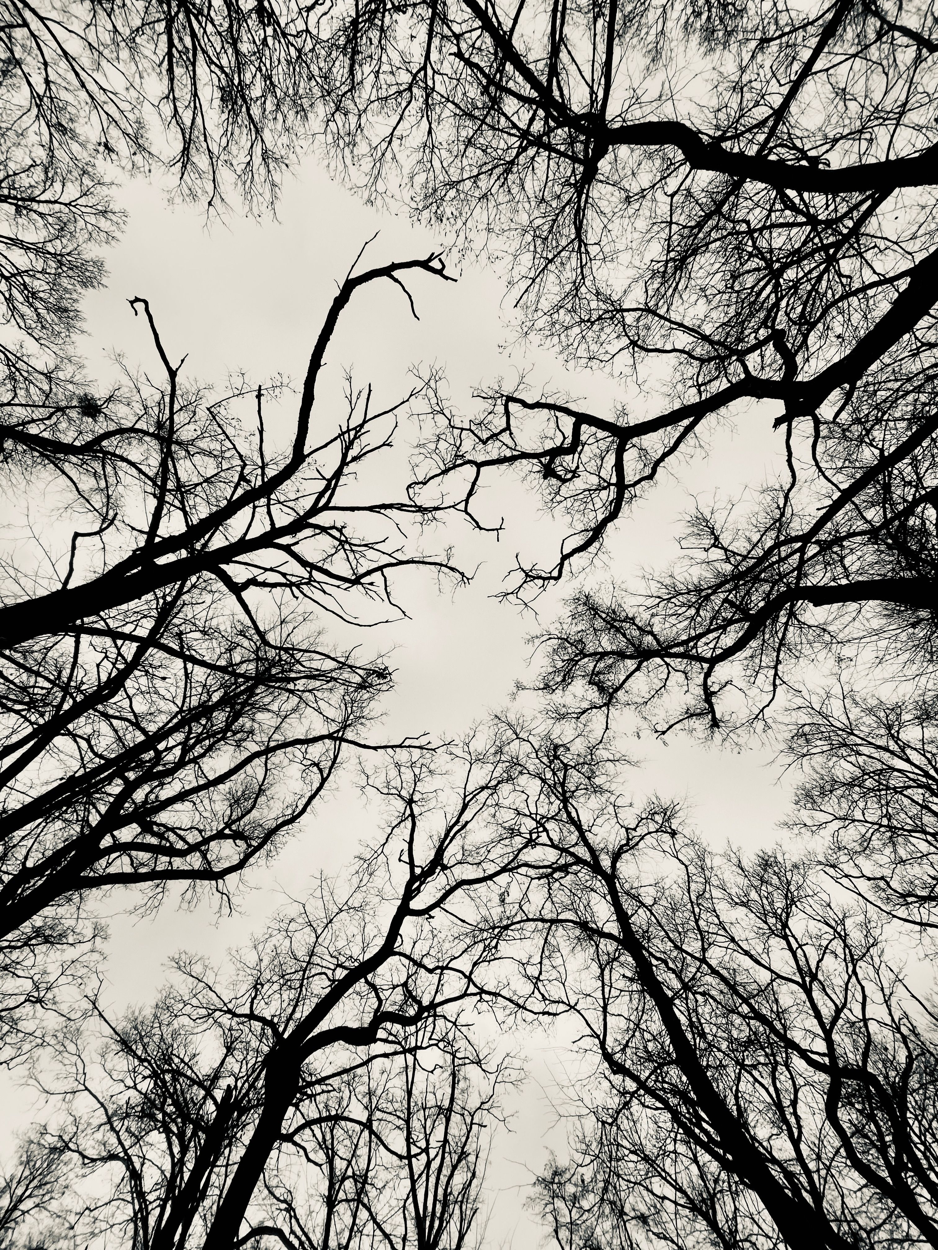 Grayscale Photo of Bare Trees · Free Stock Photo