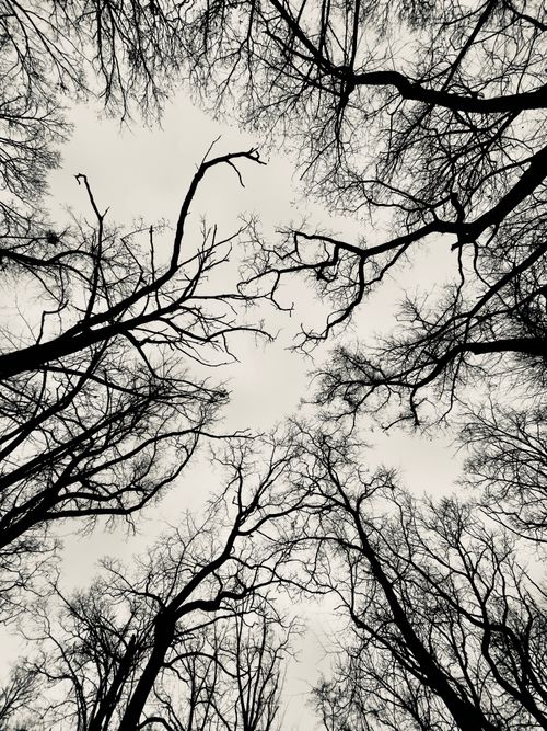 Free A dramatic upward view of leafless trees forming an intricate pattern against the sky. Stock Photo