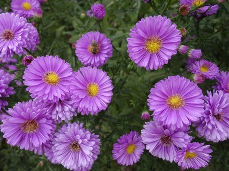 aster pale purple flowers