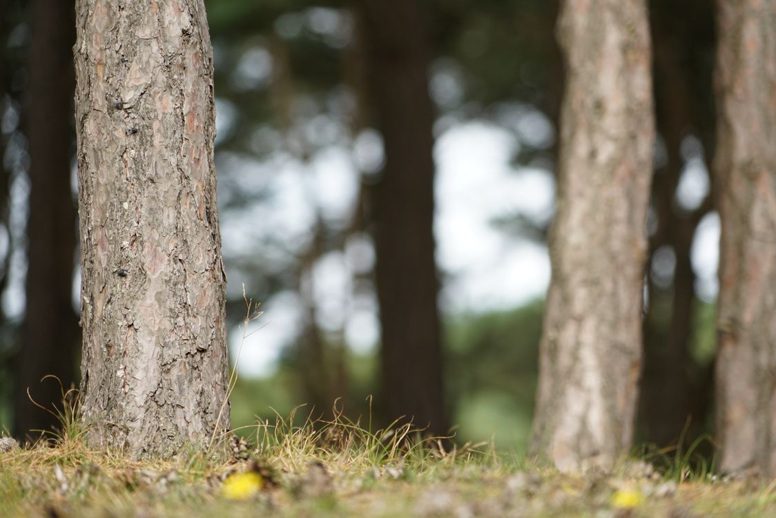 Tree Trunks Backdrop Scene Close-up of Pine Tree Trunks in Forest Setting · Free Stock Photo