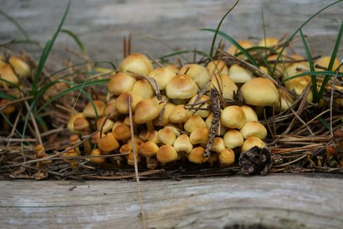 Free Close-up of honey mushrooms growing on a log, surrounded by pine needles. Stock Photo