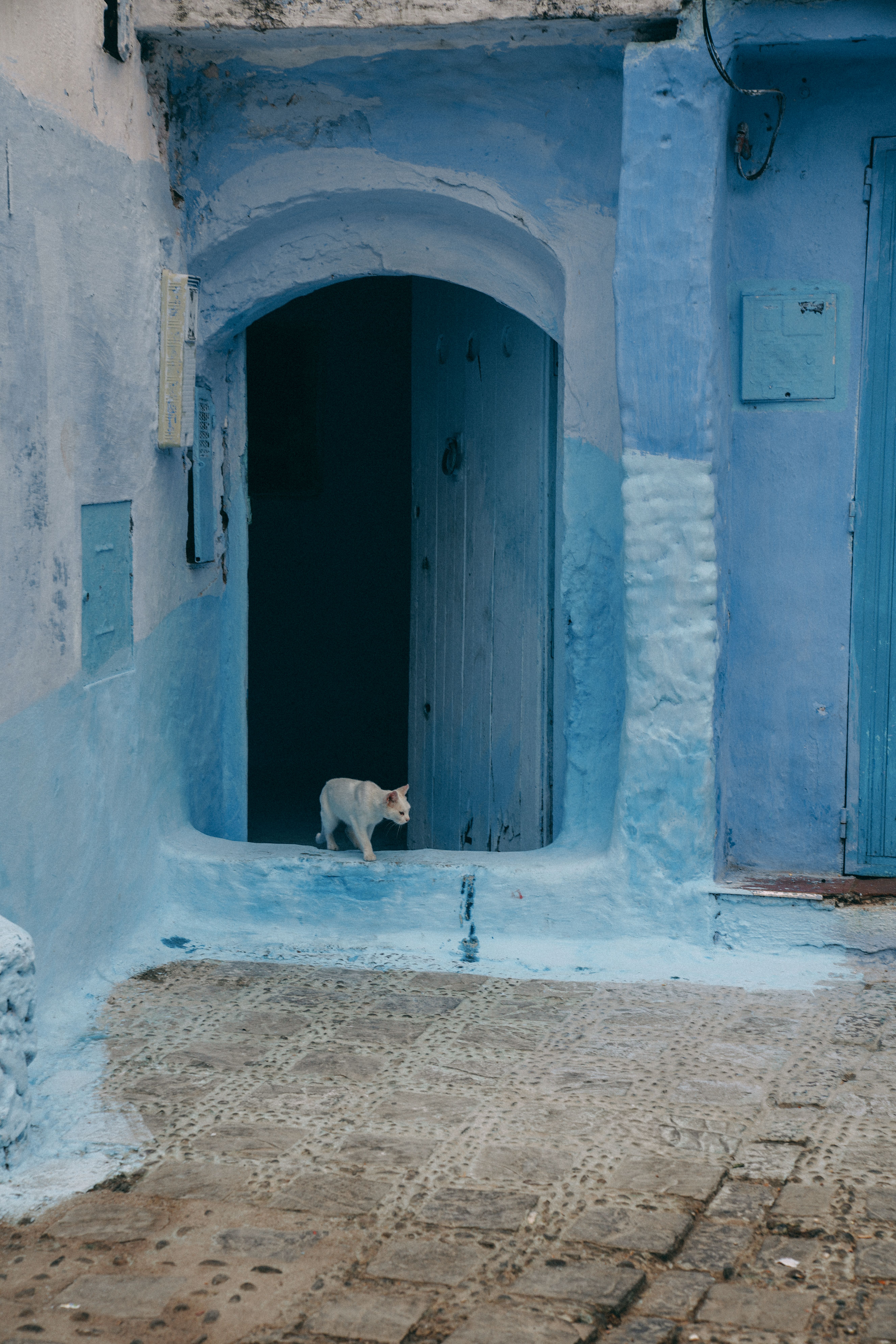 A quiet street in Chefchaouen, Morocco, featuring iconic blue walls and a curious cat.