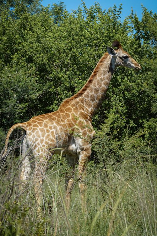 Free A solitary giraffe stands tall amid lush greenery in the African savannah, showcasing its unique patterns. Stock Photo