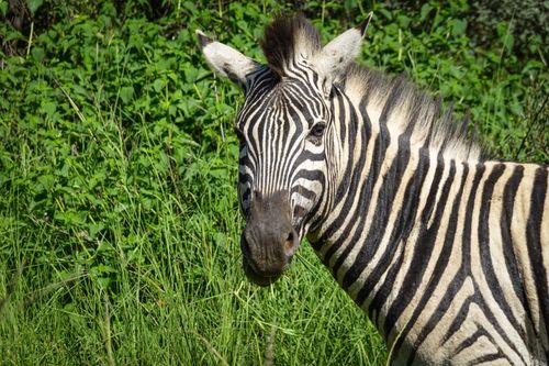 Free A striking zebra portrait in lush African wildlife, highlighting vivid stripes. Stock Photo