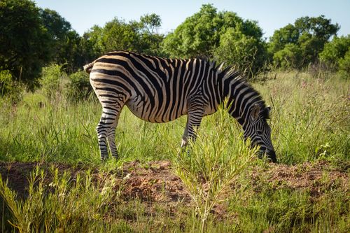 Free A zebra grazes peacefully in the lush green savannah of Africa, showcasing its distinctive stripes in nature. Stock Photo