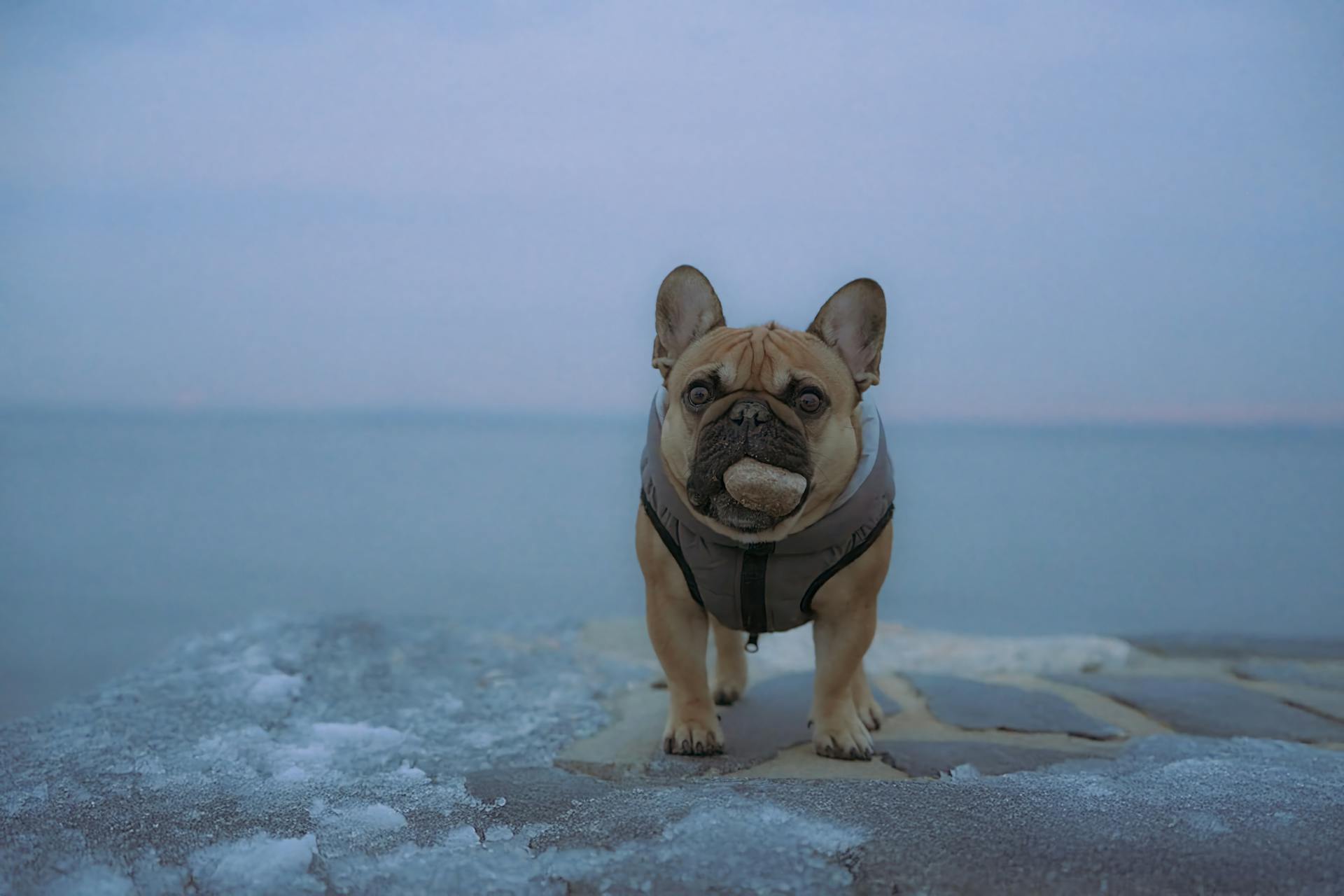 French Bulldog in winter coat by a snowy sea shore in Stamford, Connecticut.