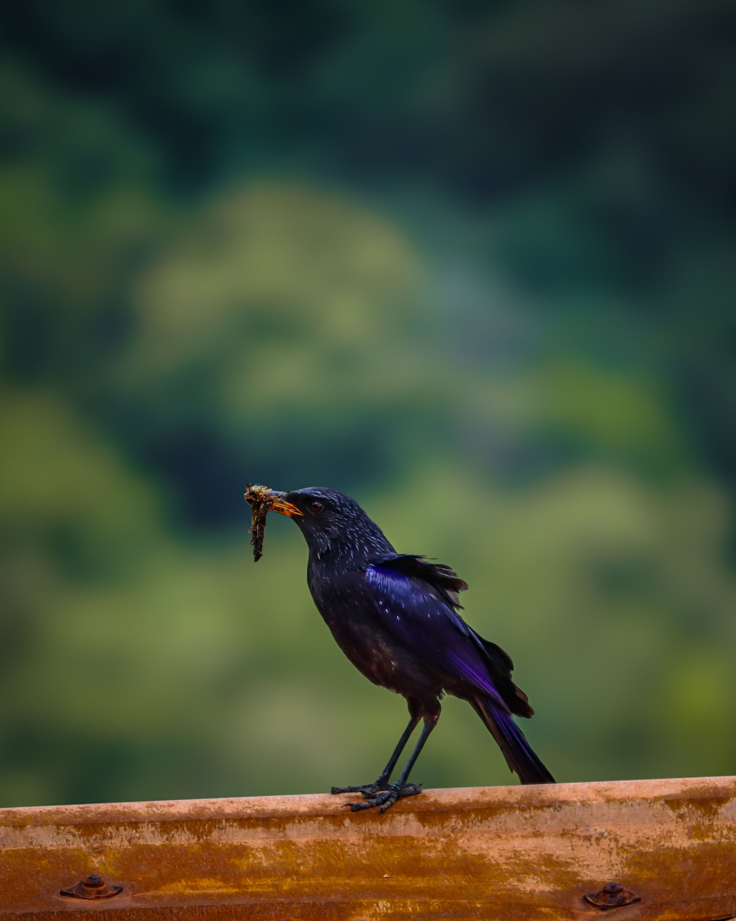 Vibrant Asian Bird Holding an Insect on a Log · Free Stock Photo