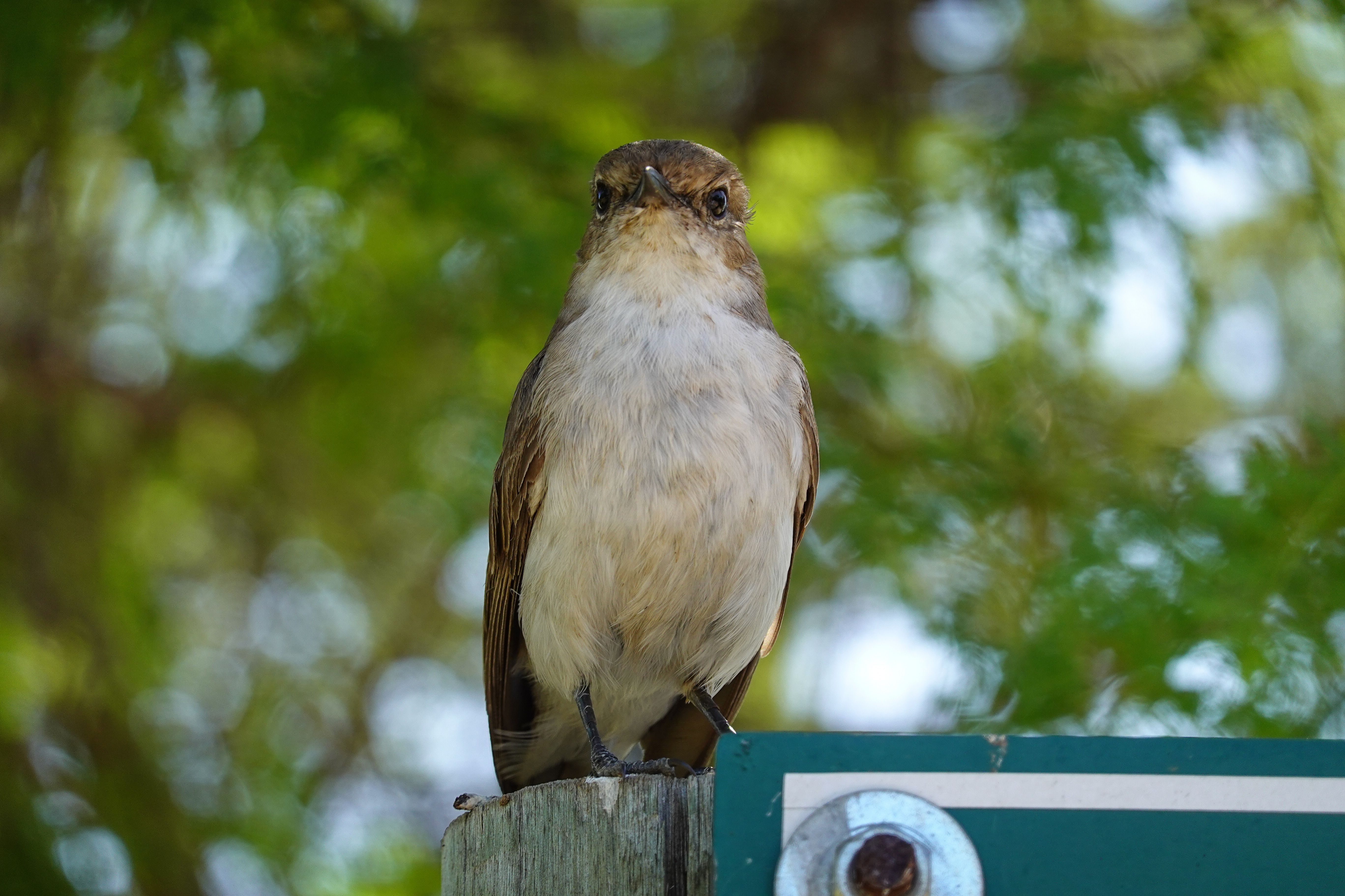 Close-up of Perched Small Brown Bird Outdoors · Free Stock Photo