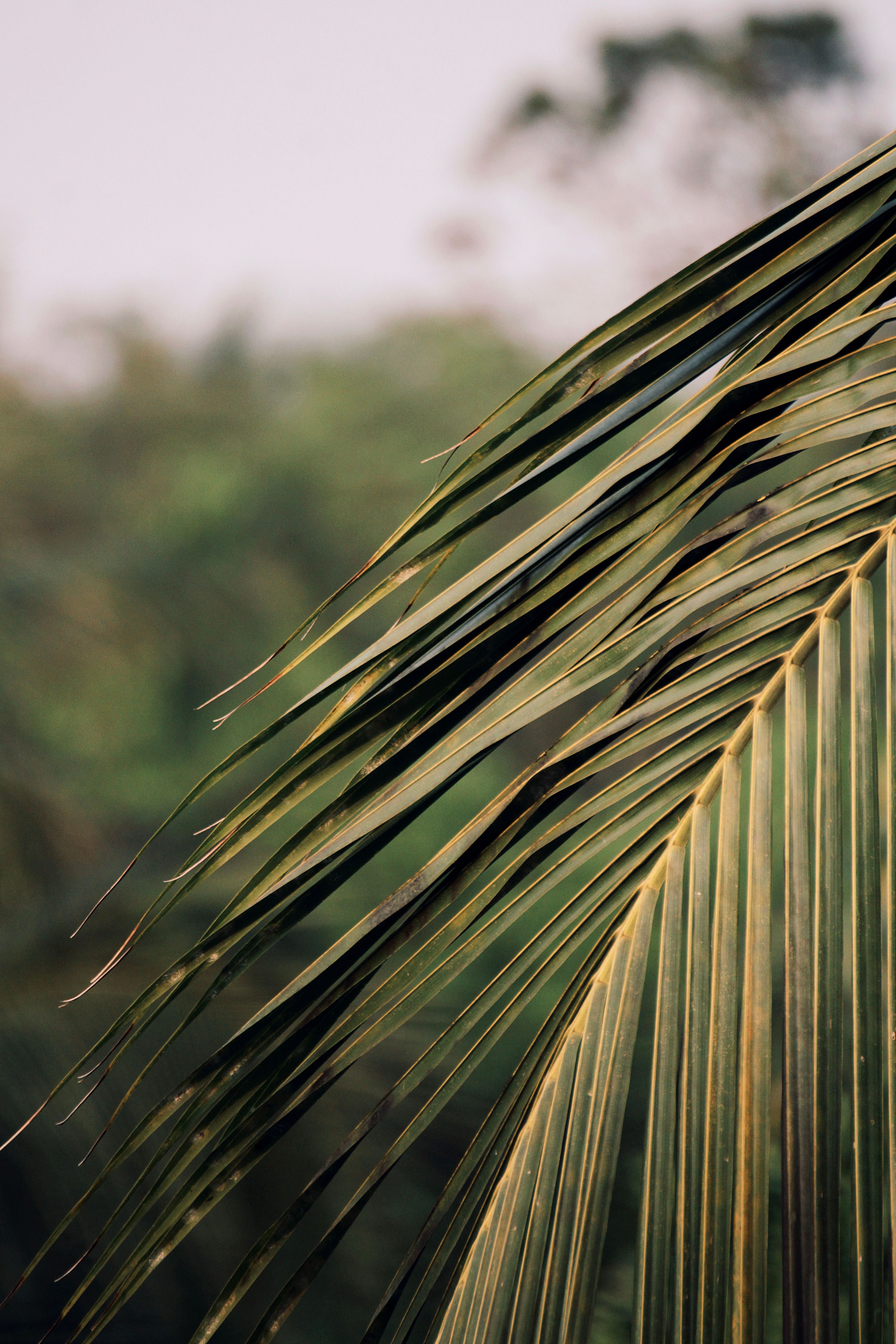 Close-up of Coconut Palm Leaves in Nilambur  Free Stock Photo