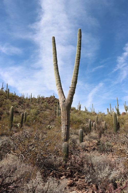 Majestic Saguaro Cactus in Arizona Desert · Free Stock Photo