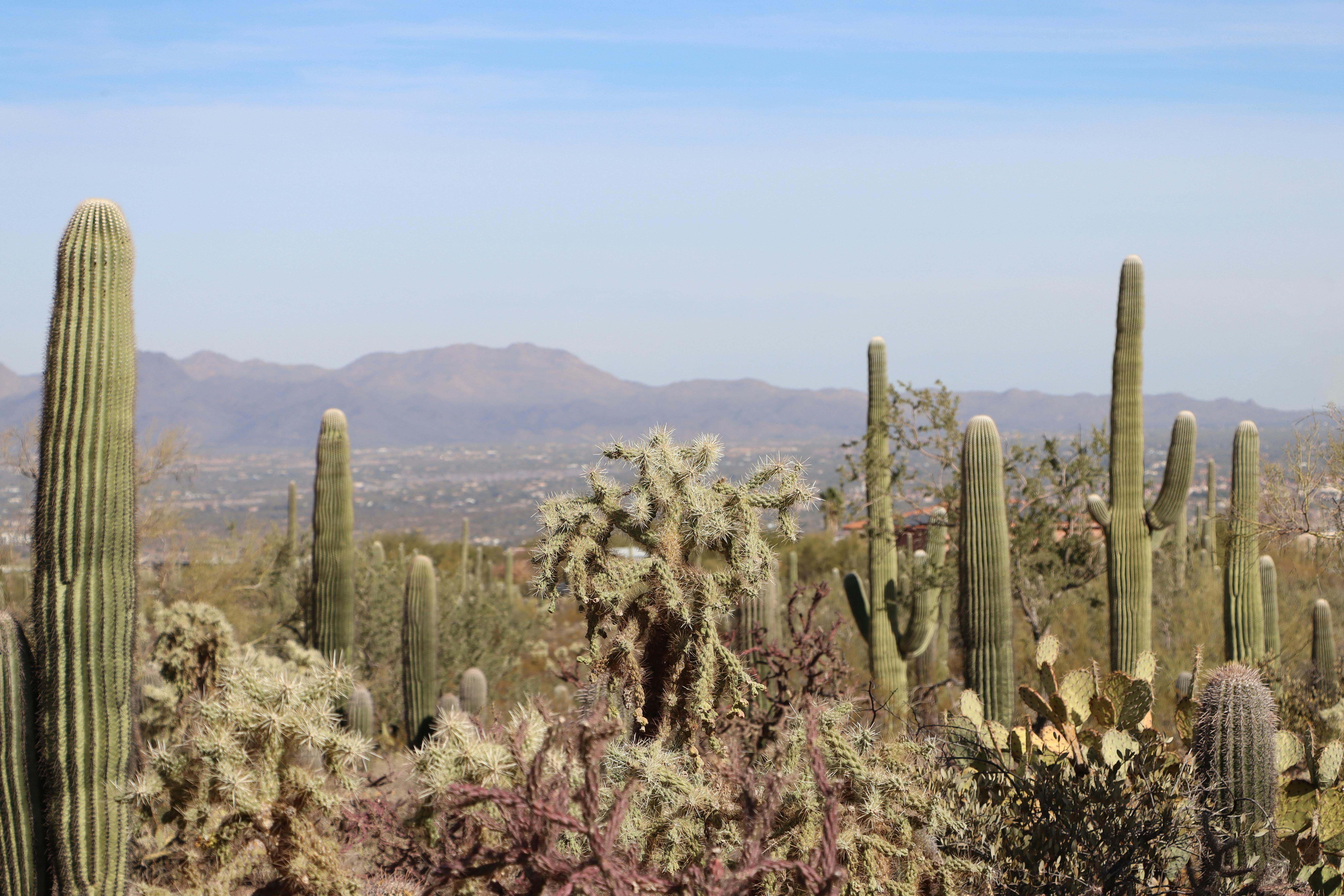 Saguaro cacti in the Tucson desert landscape under a blue sky.