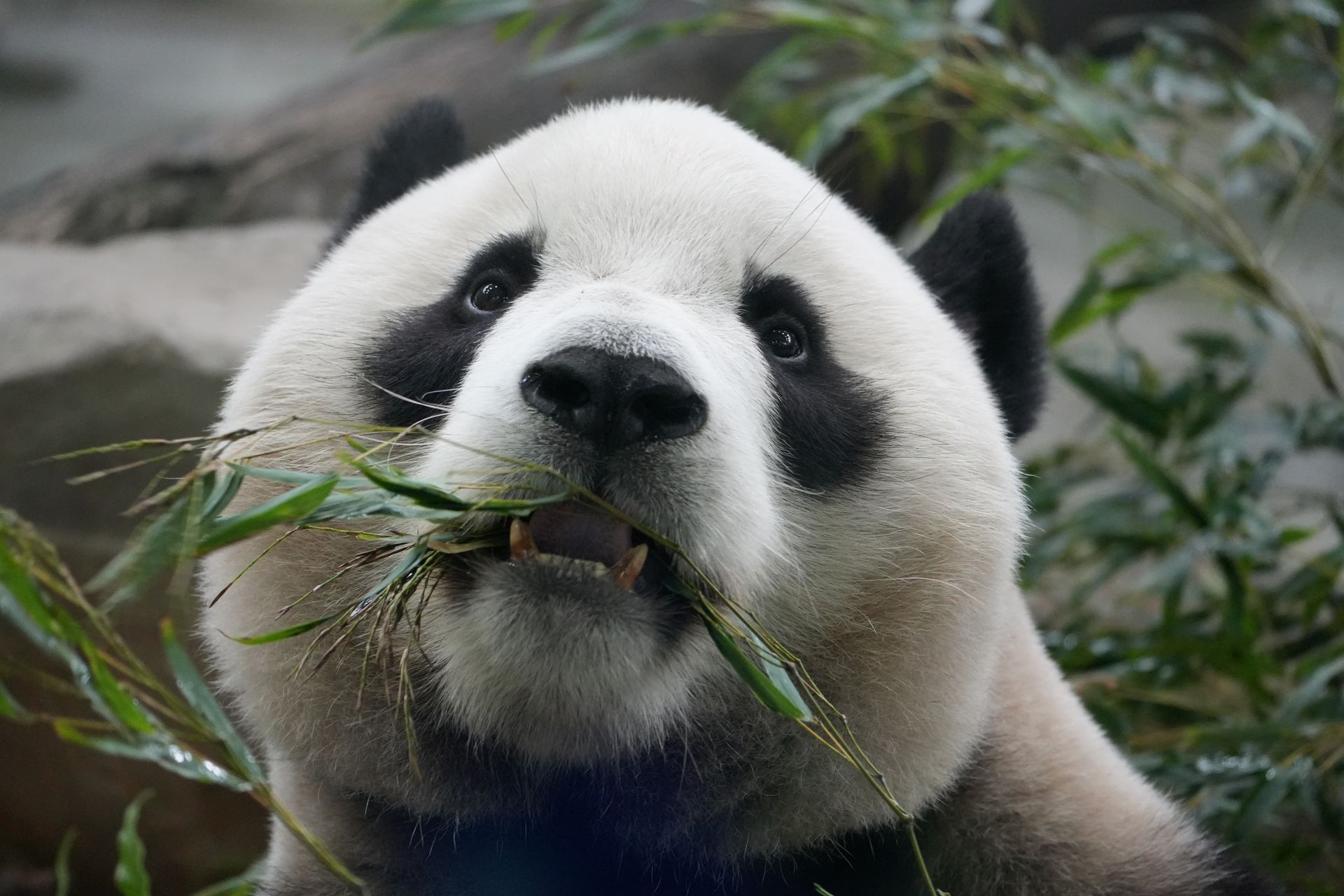 Close-up image of a giant panda munching on bamboo in a lush setting.