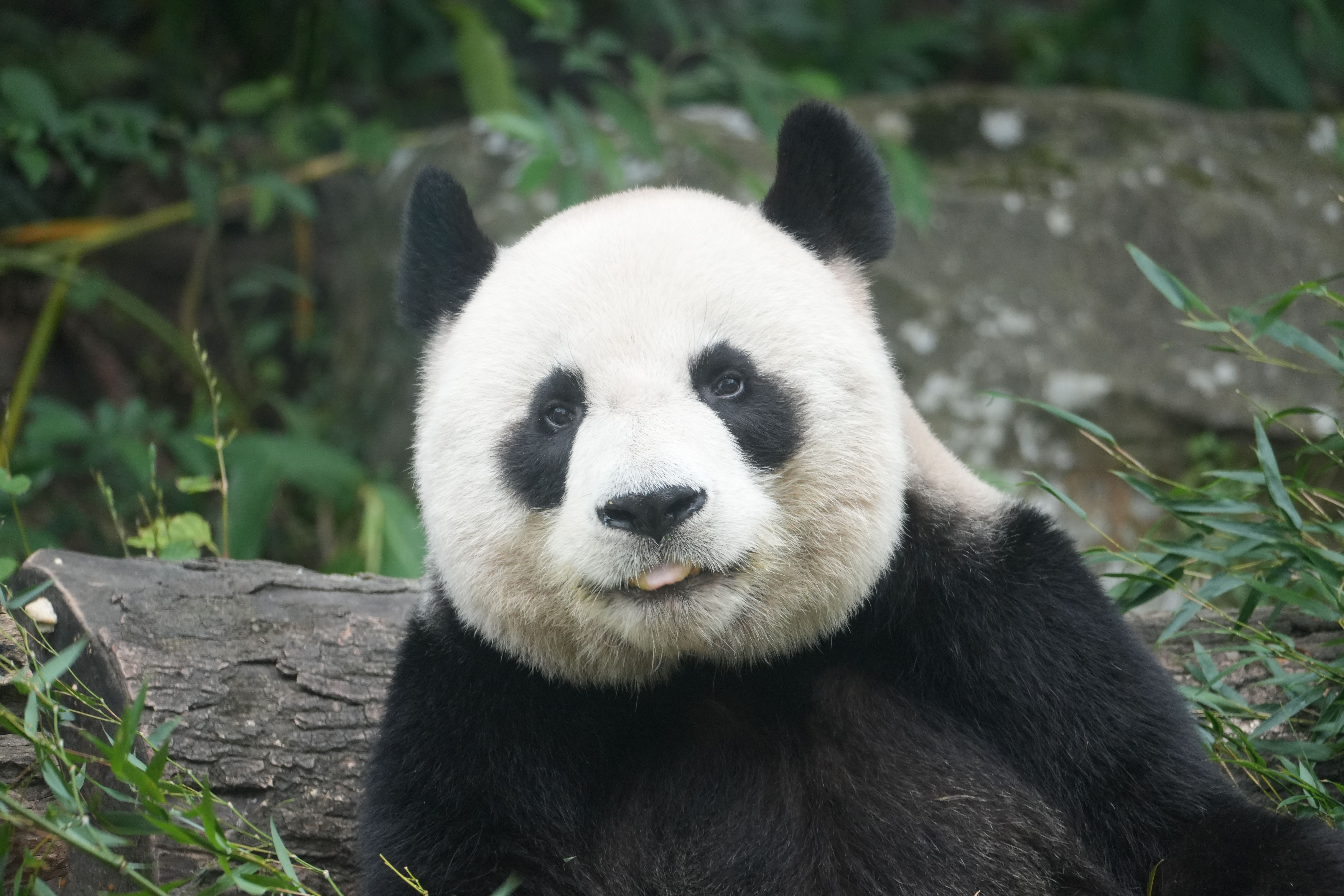 A peaceful giant panda lies in a lush forest setting, showcasing its distinctive black and white fur.