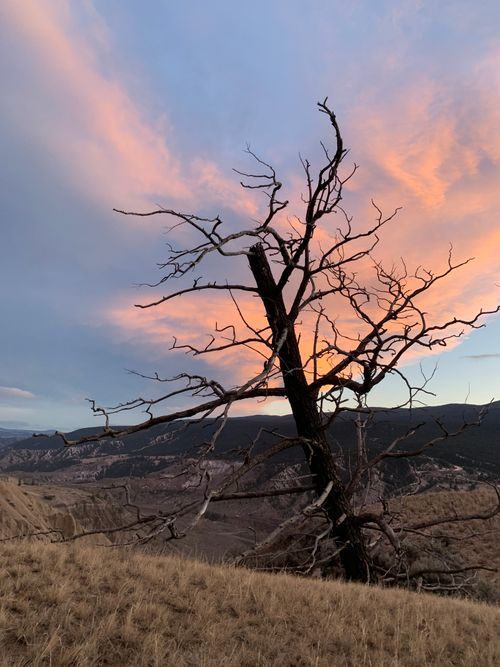Free A striking silhouette of a dead tree with colorful clouds at sunset over a valley. Stock Photo