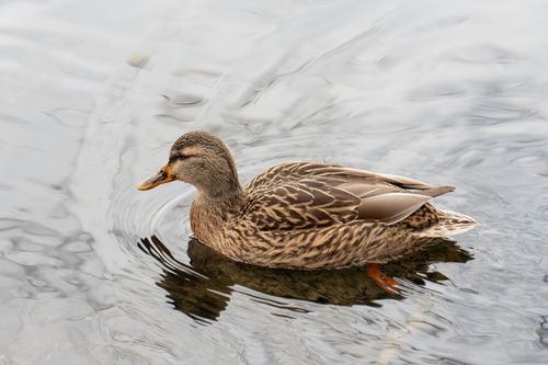 Free A serene female mallard duck gracefully gliding on water. Stock Photo