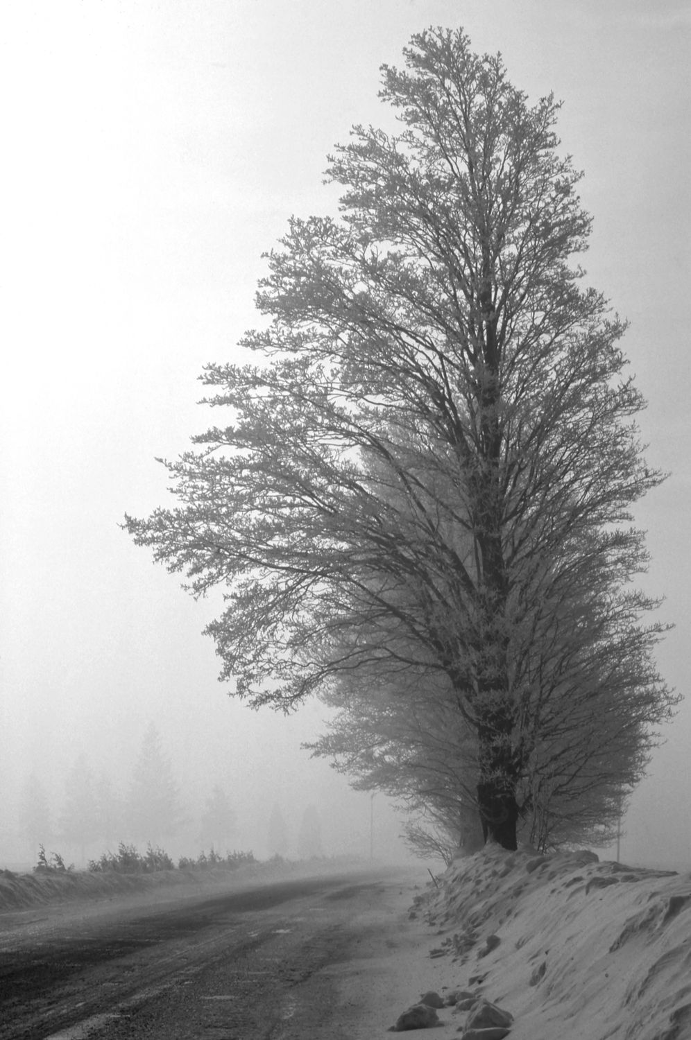 Winter Road with Bare Trees in Fog, Ontario · Free Stock Photo
