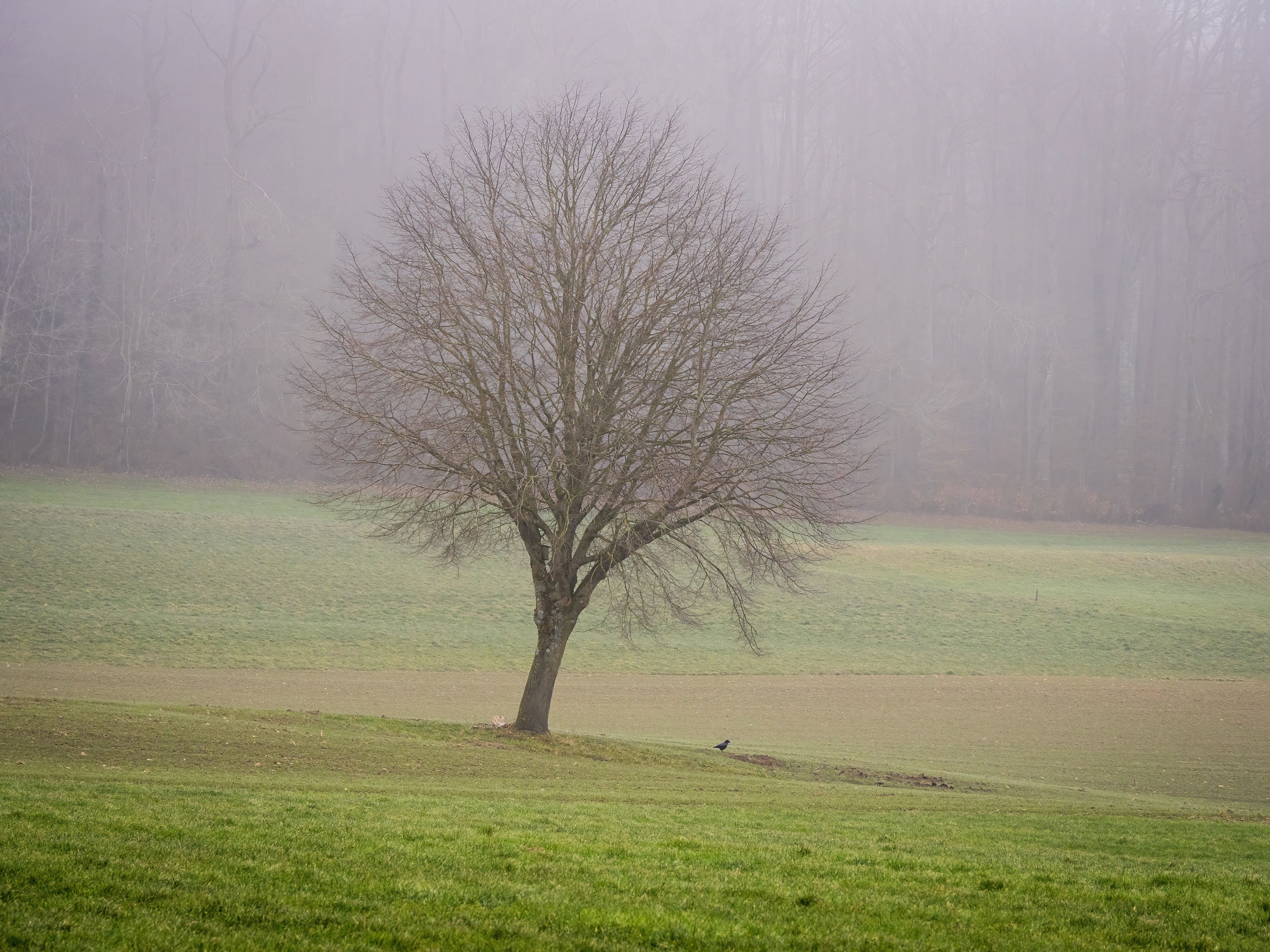 Solitary Tree in Misty Winter Field · Free Stock Photo