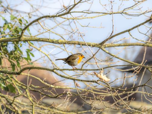 Free A European robin sits on a bare branch in winter sunlight. Stock Photo