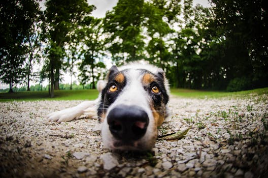 特写镜头中，一只狗躺在户外树木环绕的砾石小路上