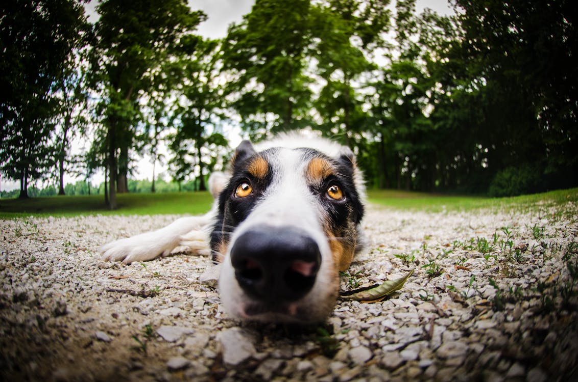 Free Close-up Photo of Short-coated White, Black, and Brown Dog Lying Down on the Ground Stock Photo