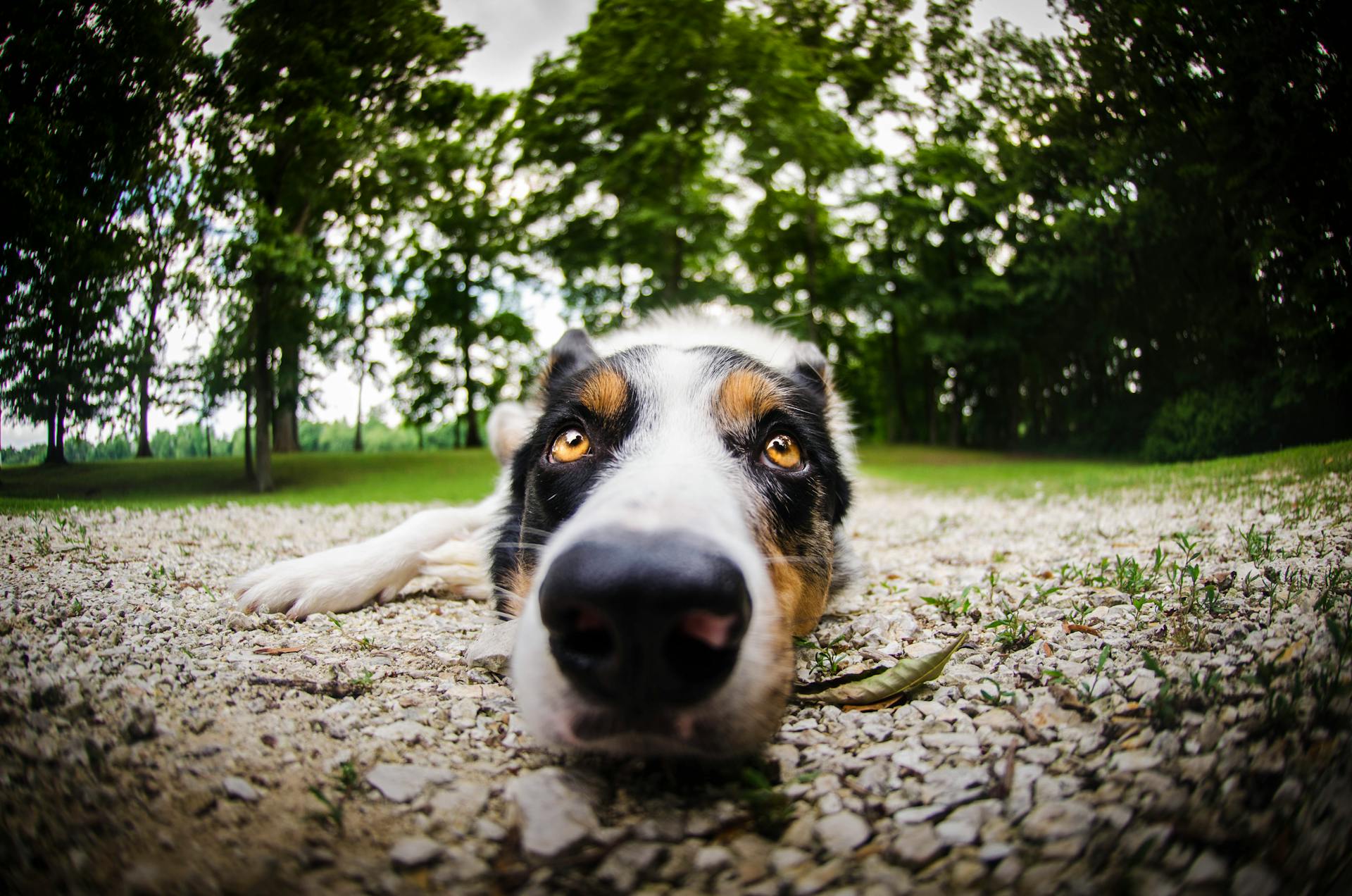 Close-up Photo of Short-coated White, Black, and Brown Dog Lying Down on the Ground