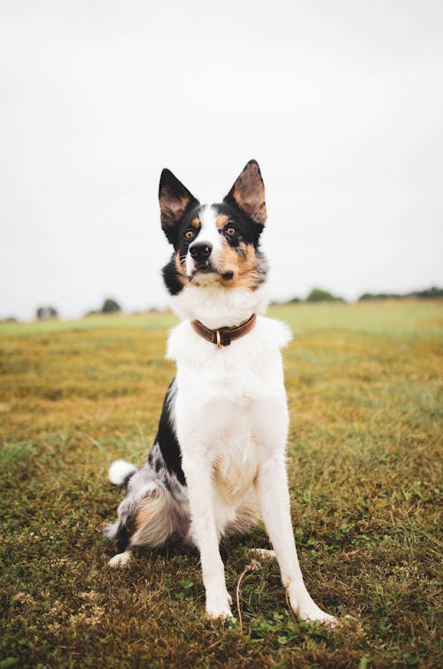 Free Photo of Border Collie Dog Sitting Alone in Grass Field Stock Photo