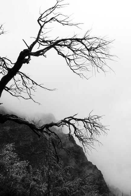 A haunting black and white depiction of a barren tree against foggy cliffs in Madeira, Portugal.