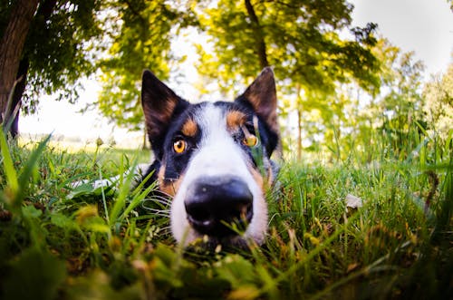 Close-up Photo of Short-coated White, Black, and Brown Dog Lying Down on Grass