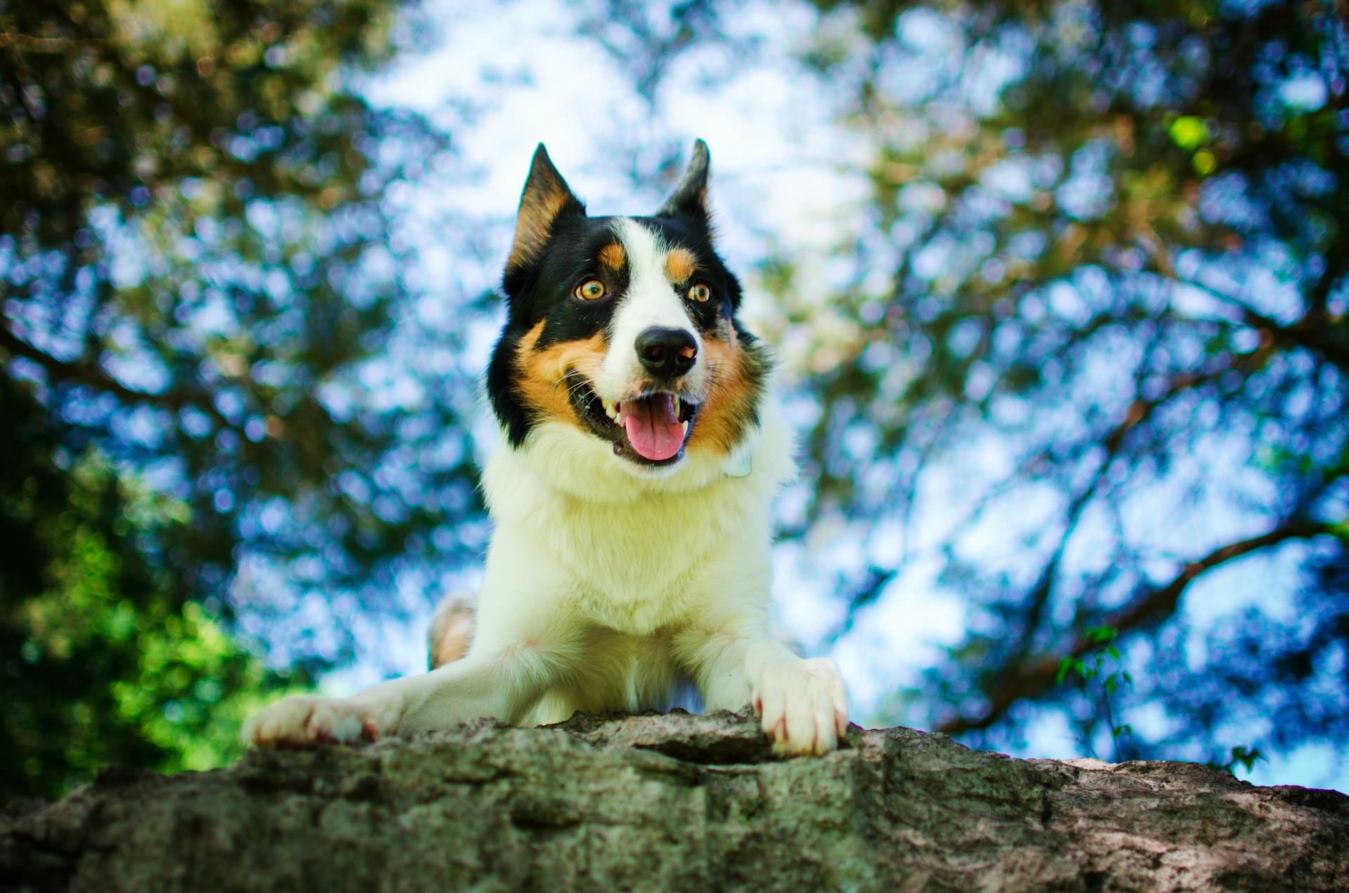 Photo sélective d'un chien Border Collie allongé sur un rocher