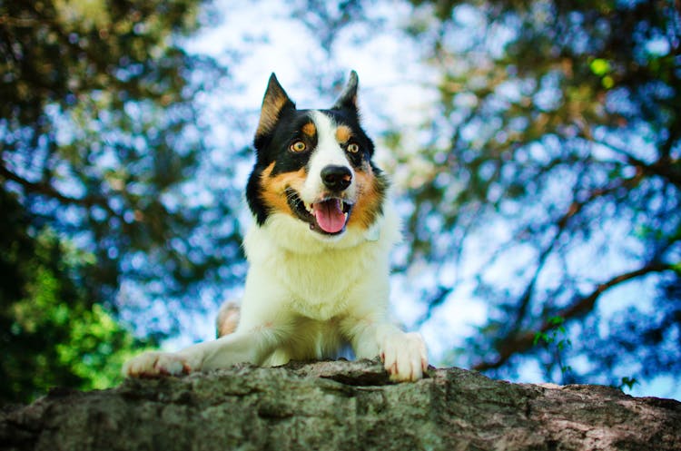 Selective Focus Photo Of Border Collie Dog Lying Down On A Rock