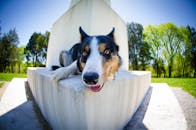 一只顽皮的边境牧羊犬在阳光明媚的公园里，悠闲地趴在混凝土长凳上休息