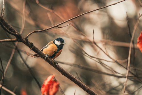 Free A Eurasian Blue Tit sits on a branch with autumn leaves, highlighting nature's beauty. Stock Photo