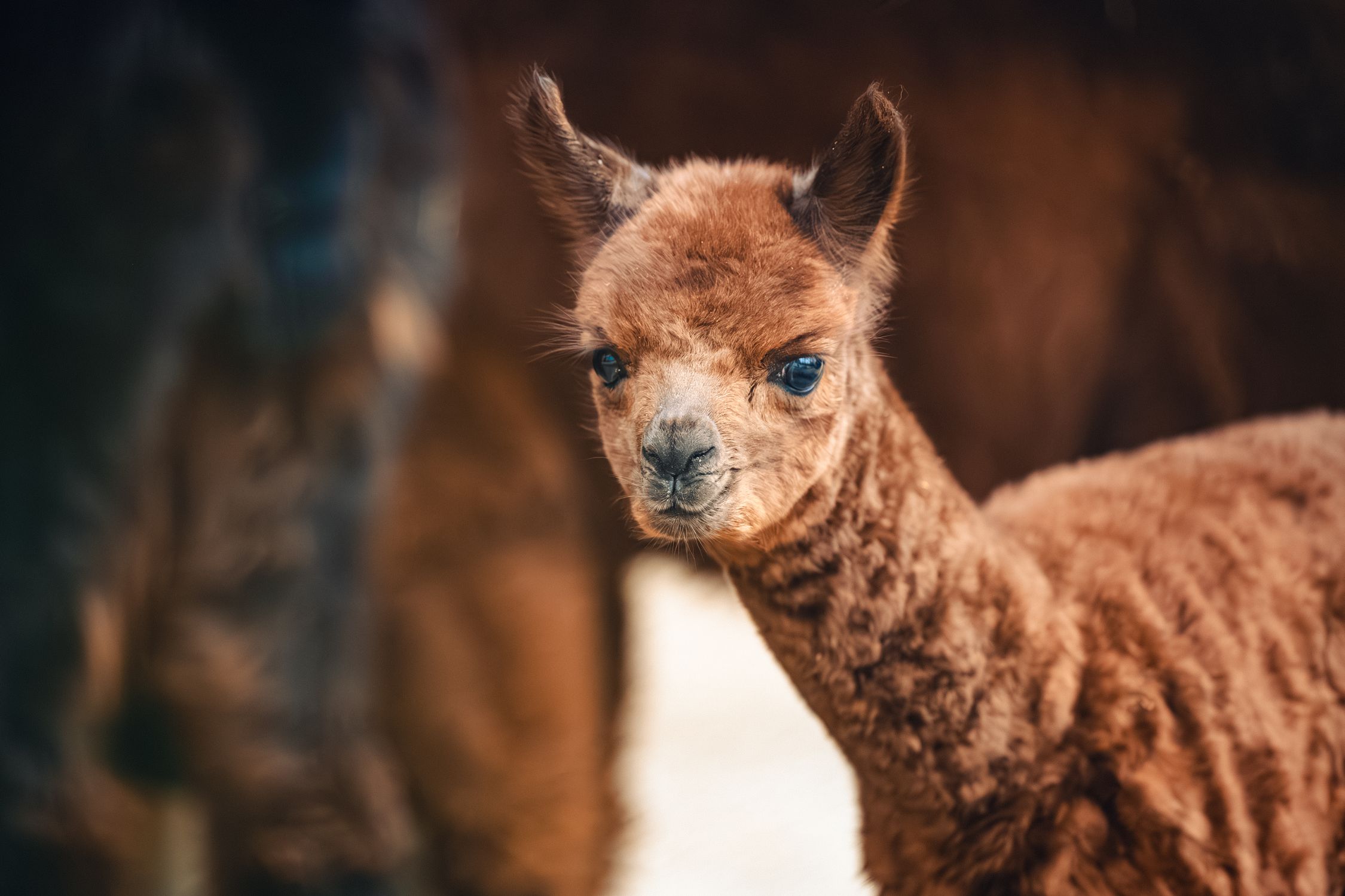 Alpaca Baby Rassel Cute Baby Alpaca Portrait in Ljubljana Zoo · Free Stock Photo