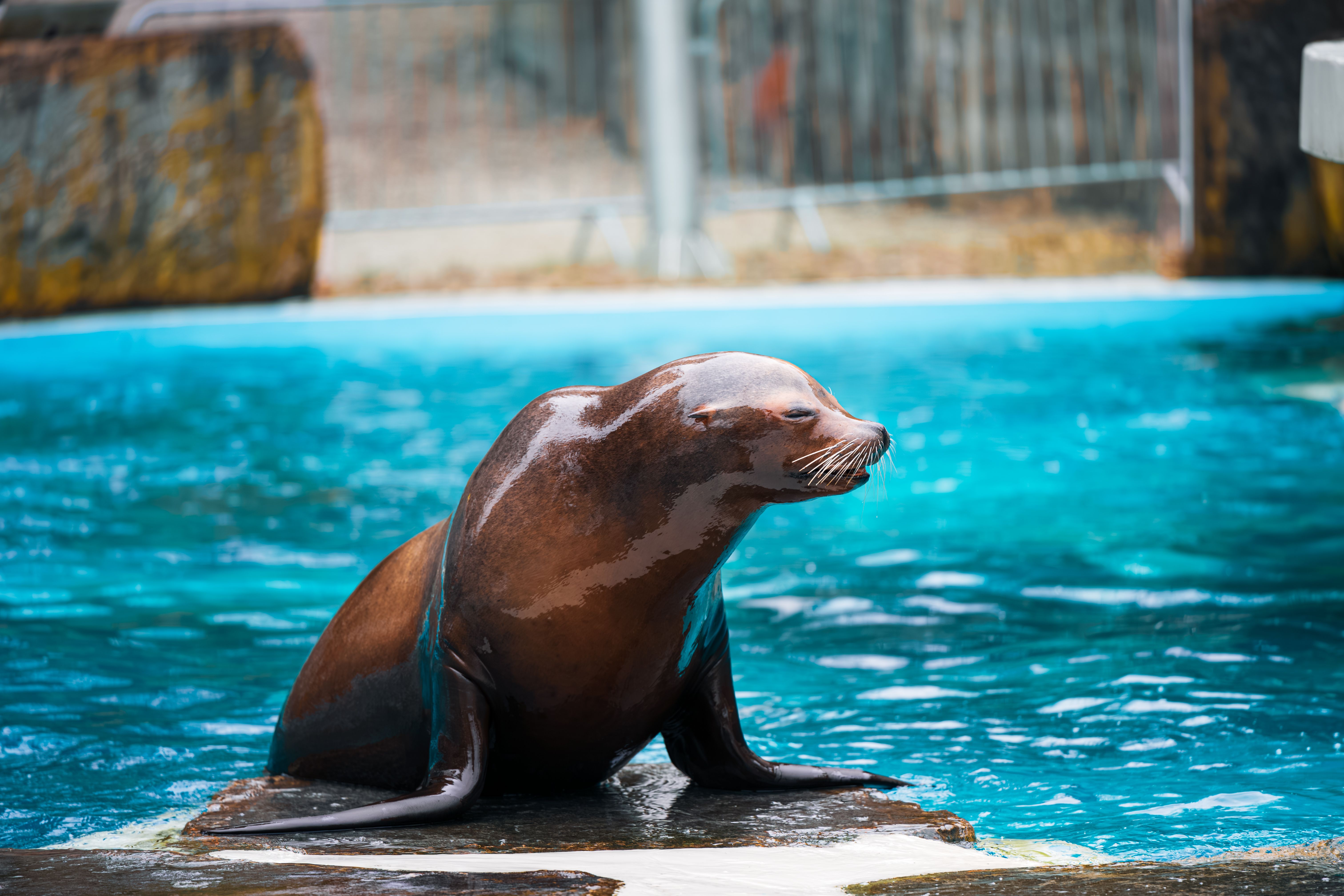 Seal