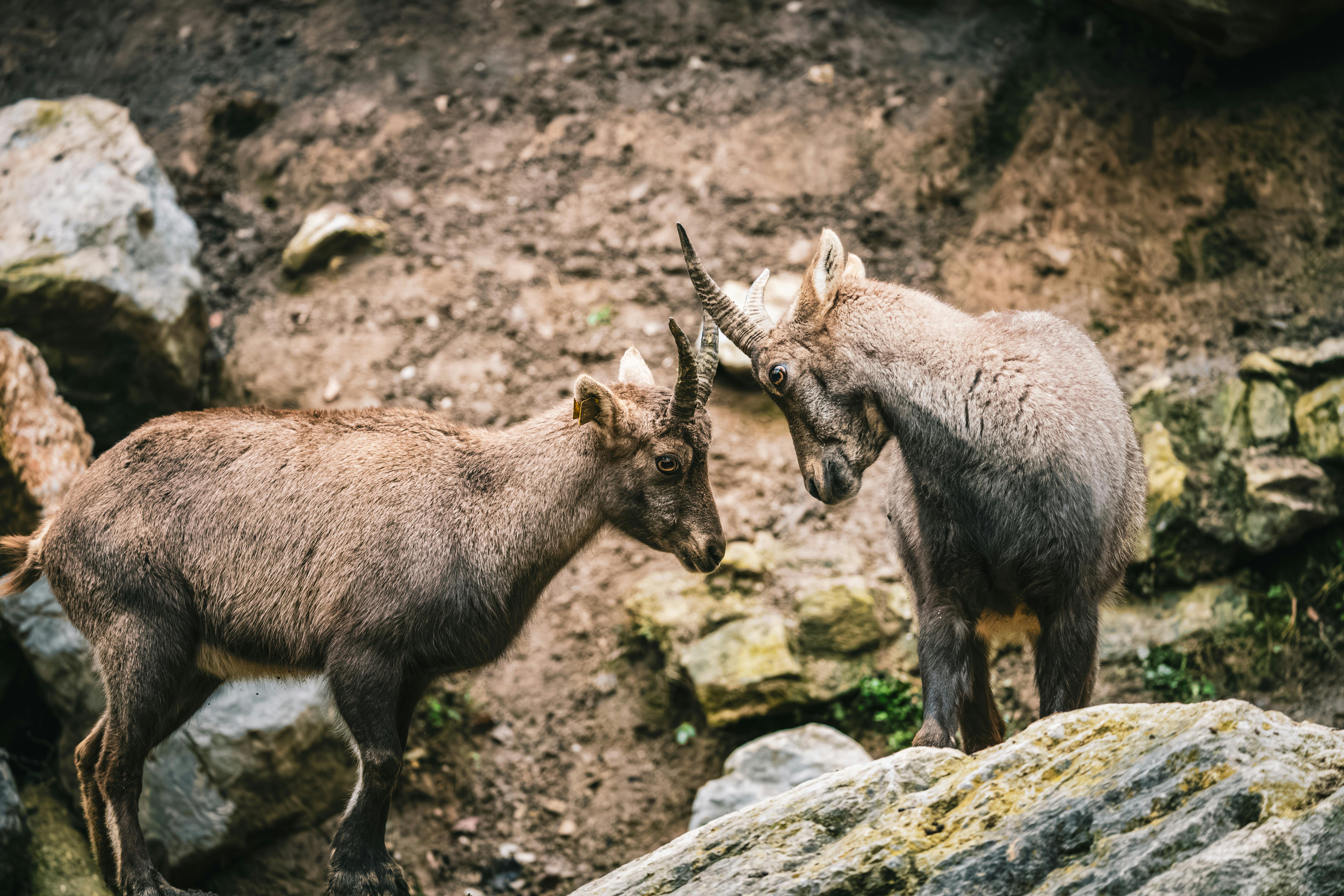 Gratuit Deux jeunes bouquetins des Alpes s'engagent dans une interaction ludique dans un environnement extérieur rocheux. Photos