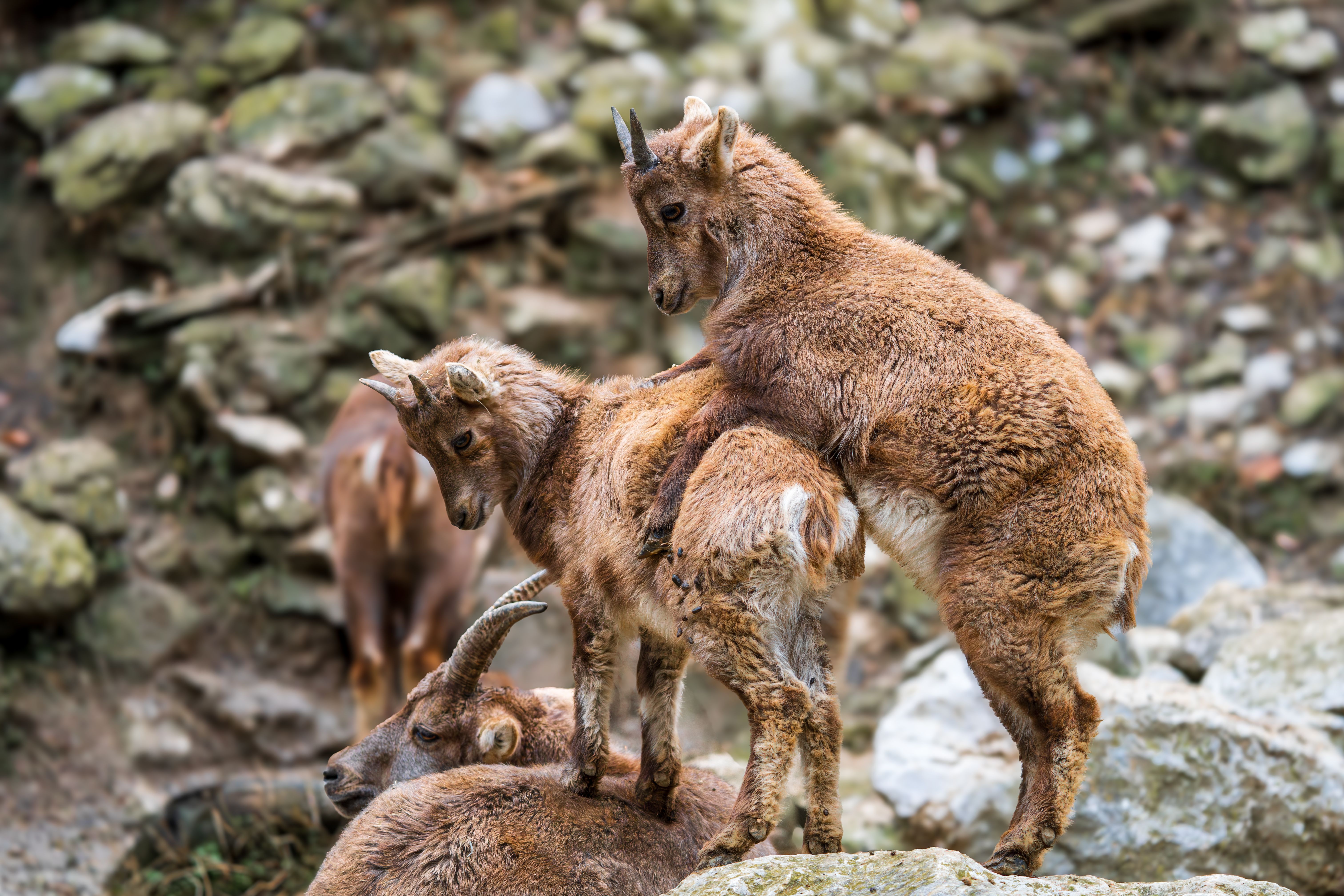 Playful Goats in Natural Habitat, Ljubljana · Free Stock Photo