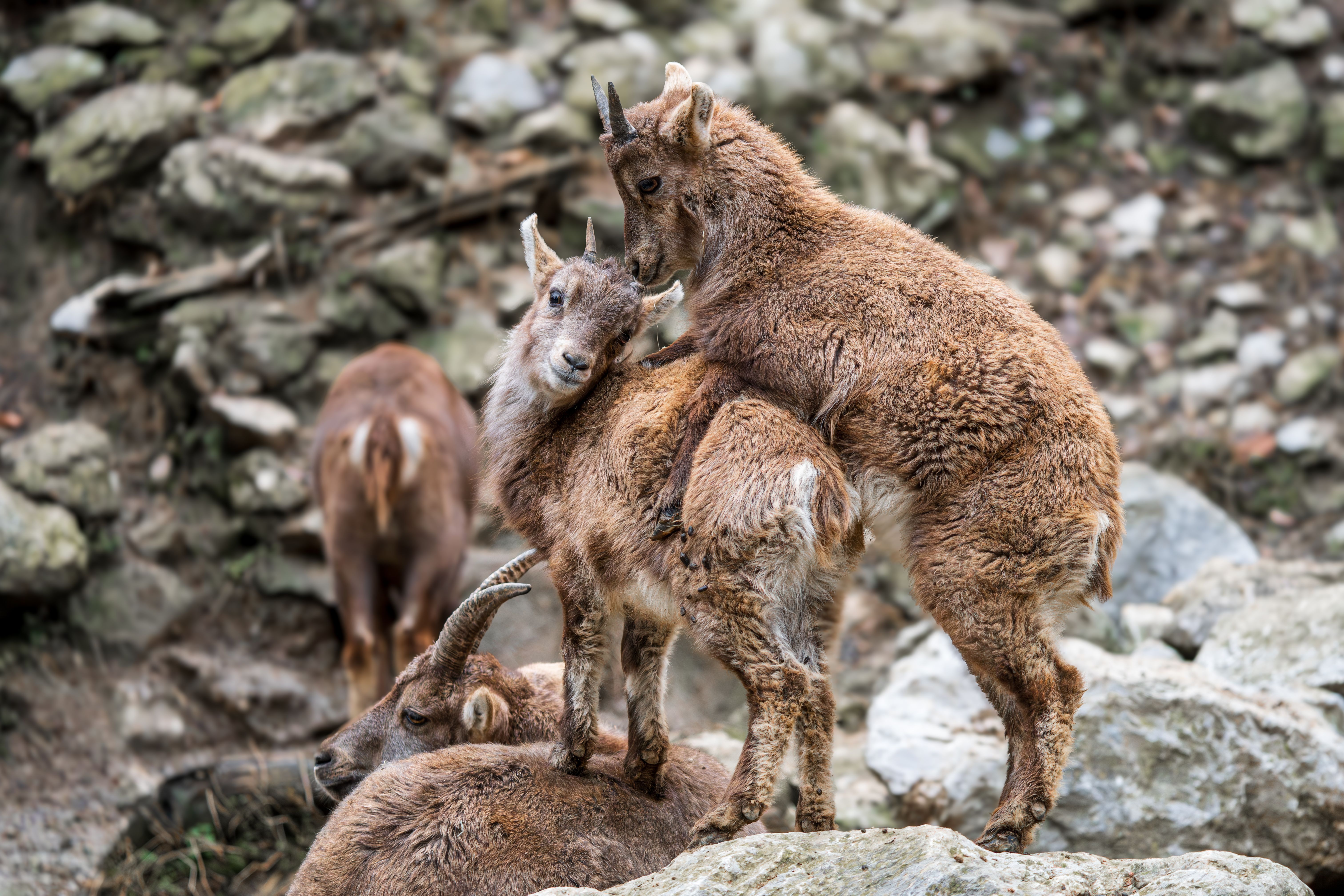What is the male goat mating behavior? - The Institute for ...