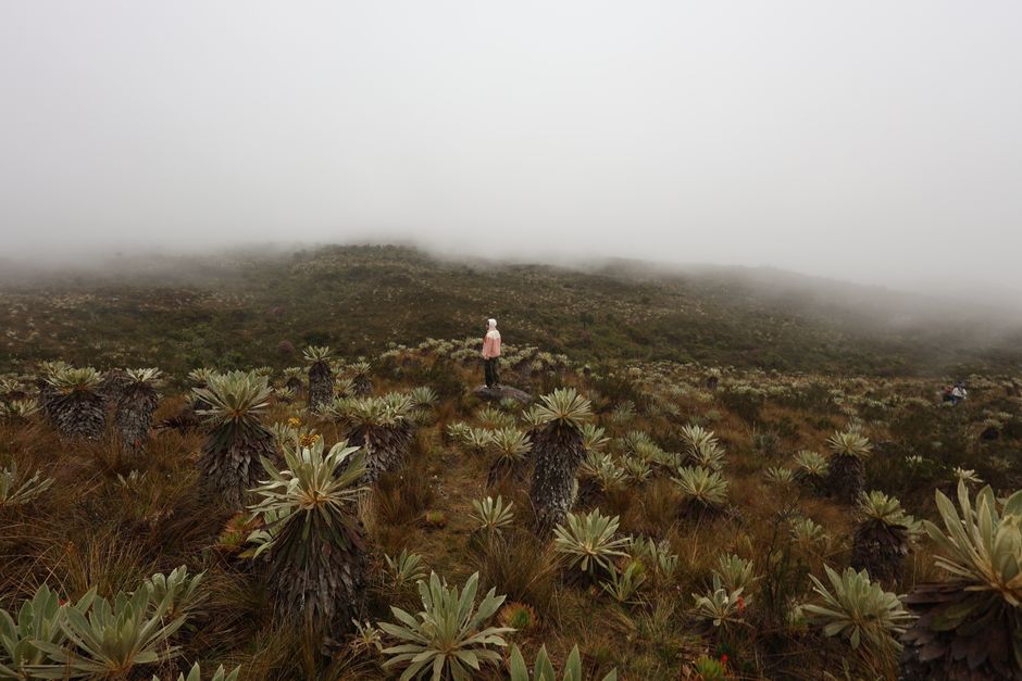 A lone hiker stands amidst foggy high-altitude vegetation in a vast mountainous landscape.