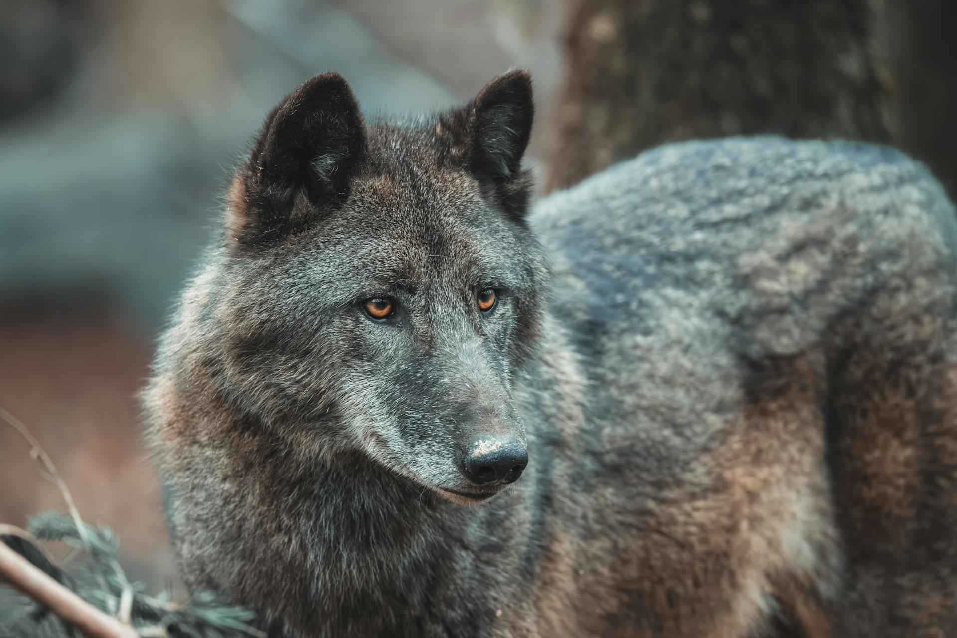 Close-up portrait of a grey wolf in its natural habitat, showcasing its captivating eyes.