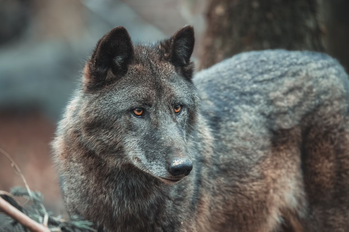 Modern Grey Wolves Majestic Grey Wolf in Pristine Wilderness · Free Stock Photo