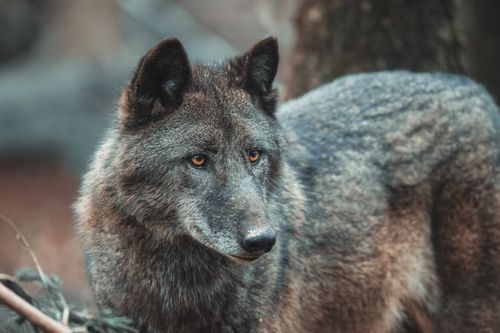 Free Close-up portrait of a grey wolf in its natural habitat, showcasing its captivating eyes. Stock Photo
