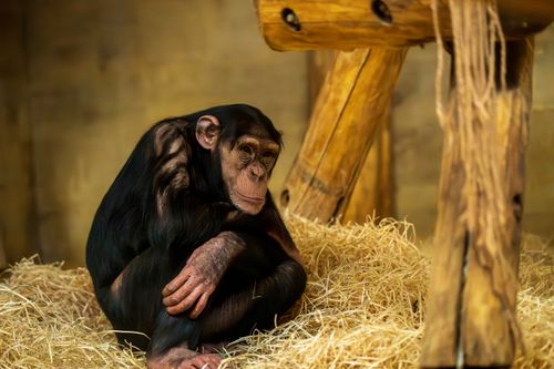 Free Chimpanzee sitting on straw indoors, displaying natural behavior in a zoo setting. Stock Photo