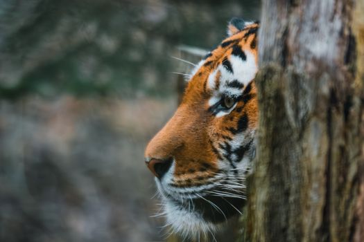 Stunning portrait of a Siberian tiger peeking from behind a tree, showcasing its wild beauty.