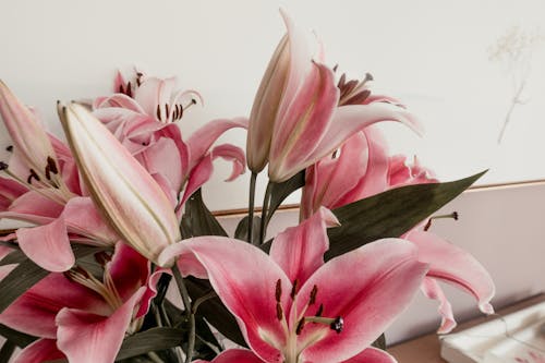 Free stock photo of bloom, blooms, flower arrangement