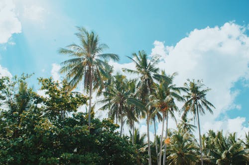 Green Coconut Trees