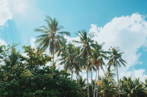 Free Scenic view of tropical palm trees against a bright blue sky with fluffy clouds. Stock Photo