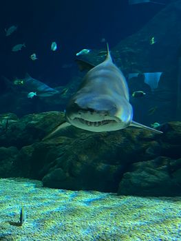 Close-up of a shark swimming in Mauritius aquarium, showcasing marine beauty.