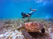 在热带水域，潜水员和海龟探索着充满活力的珊瑚礁